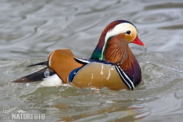 Mandarinente (Aix galericulata)