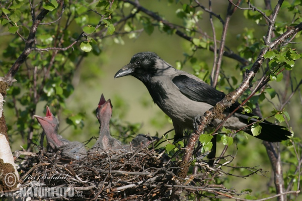 Nebelkrähe (Corvus cornix)