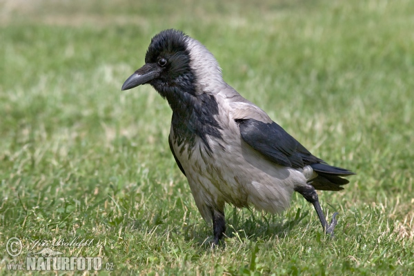 Nebelkrähe (Corvus cornix)