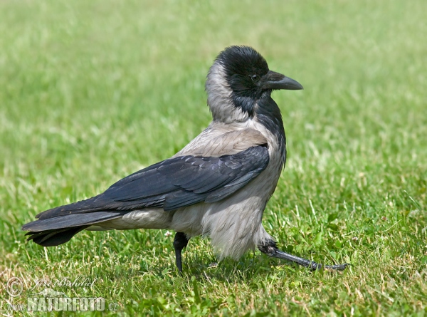 Nebelkrähe (Corvus cornix)