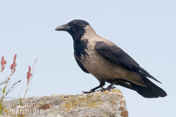 Nebelkrähe (Corvus cornix)