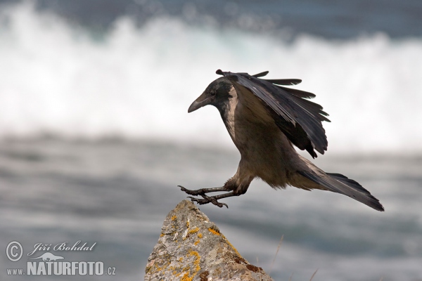 Nebelkrähe (Corvus cornix)