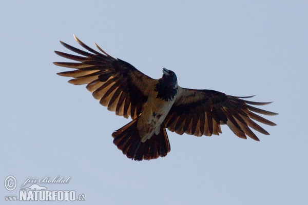 Nebelkrähe (Corvus cornix)