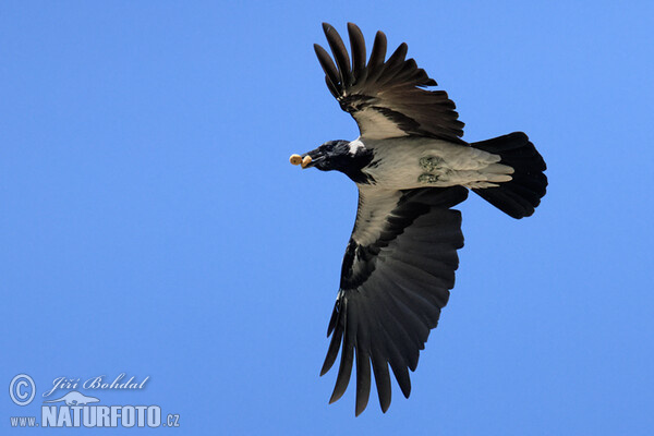 Nebelkrähe (Corvus cornix)