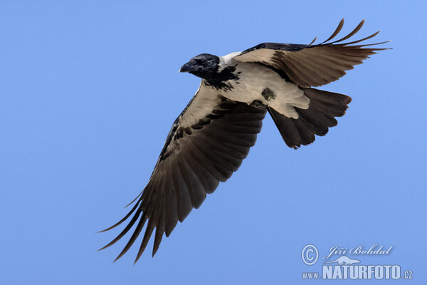 Nebelkrähe (Corvus cornix)