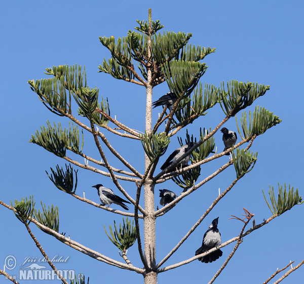 Nebelkrähe (Corvus cornix)