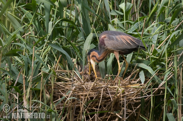 Purpurreiher (Ardea purpurea)