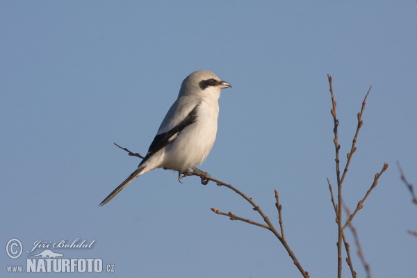 Raubwürger (Lanius excubitor)