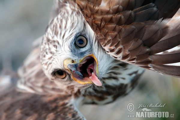 Rauhfußbussard (Buteo lagopus)