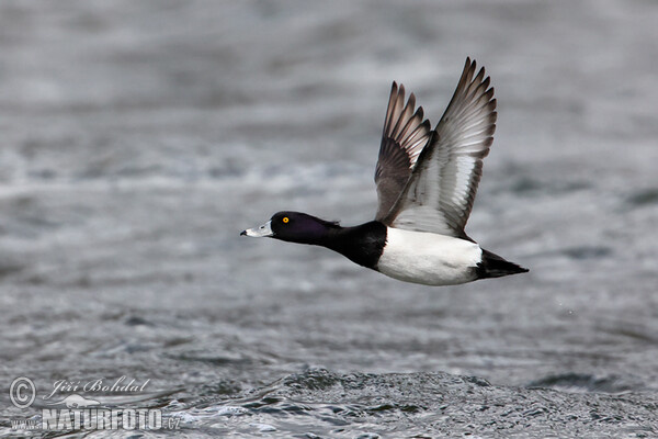 Reiherente (Aythya fuligula)