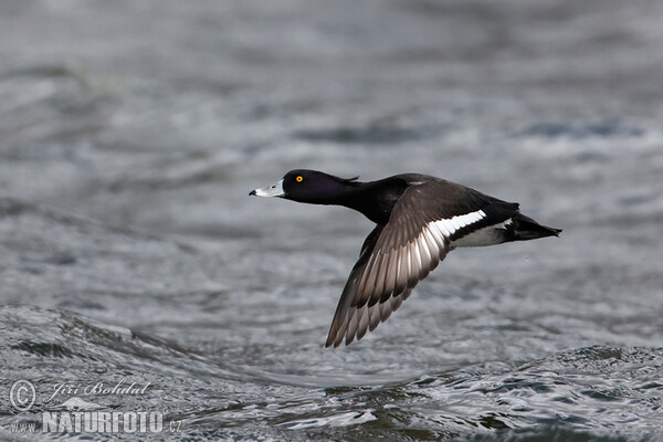 Reiherente (Aythya fuligula)