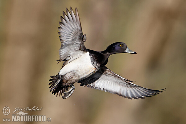 Reiherente (Aythya fuligula)