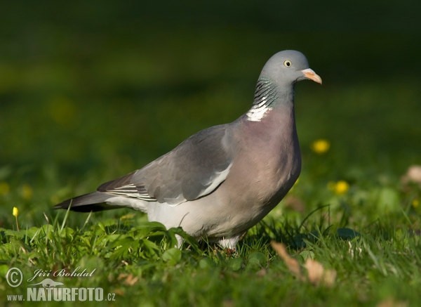 Ringeltaube (Columba palumbus)