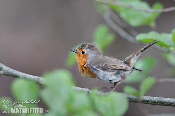 Rotkehlchen (Erithacus rubecula)