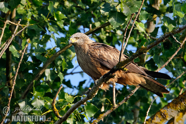 Schwarzmilan (Milvus migrans)