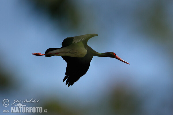 Schwarzstorch (Ciconia nigra)