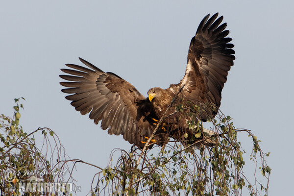 See Adler (Haliaeetus albicilla)