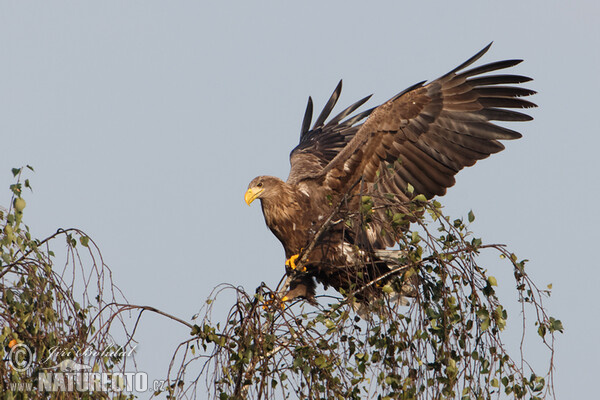 See Adler (Haliaeetus albicilla)