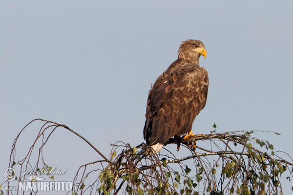 See Adler (Haliaeetus albicilla)