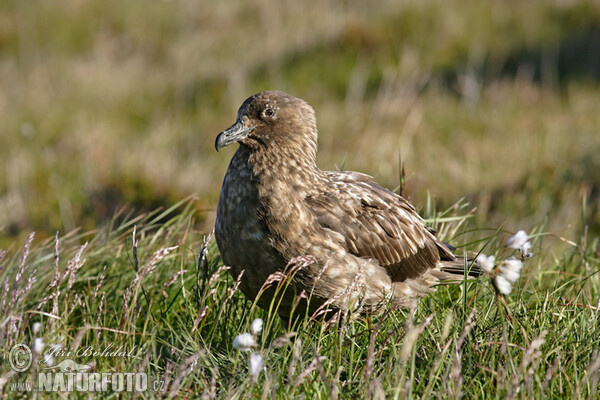 Skua (Stercorarius skua)