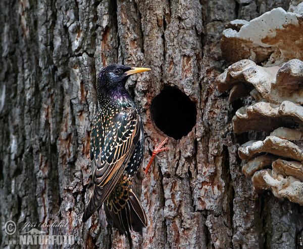 Star (Sturnus vulgaris)