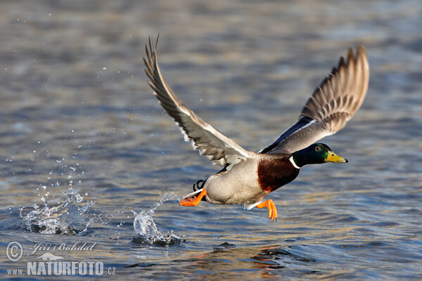 Stockente (Anas platyrhynchos)