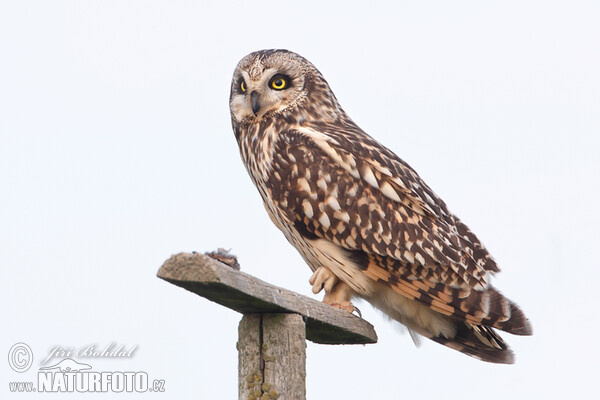 Sumpfohreule (Asio flammeus)