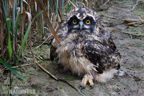 Sumpfohreule (Asio flammeus)