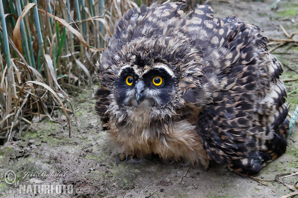 Sumpfohreule (Asio flammeus)