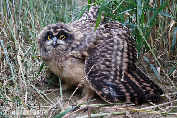 Sumpfohreule (Asio flammeus)