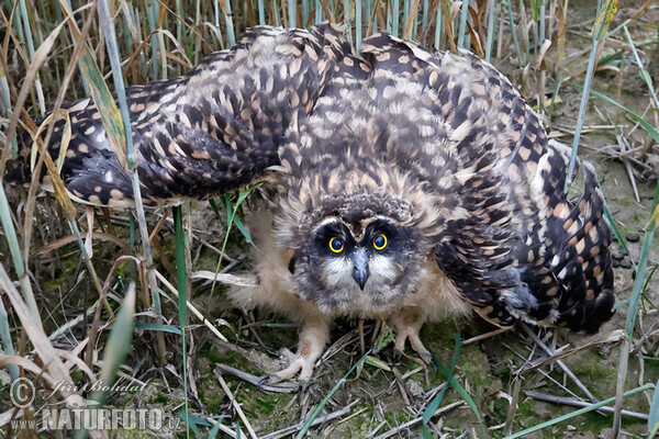 Sumpfohreule (Asio flammeus)