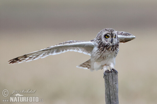 Sumpfohreule (Asio flammeus)