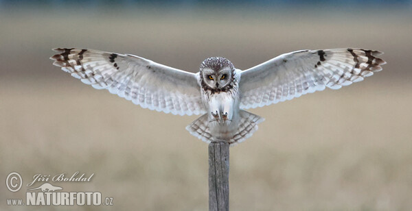 Sumpfohreule (Asio flammeus)