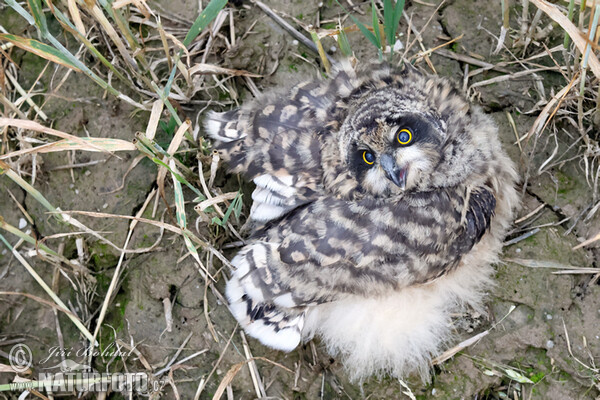 Sumpfohreule (Asio flammeus)