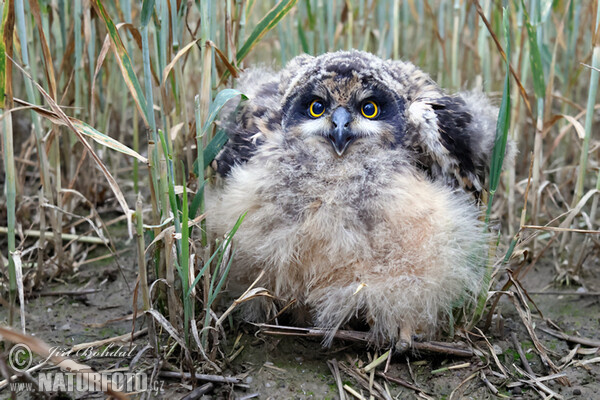 Sumpfohreule (Asio flammeus)