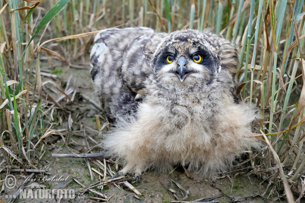 Sumpfohreule (Asio flammeus)