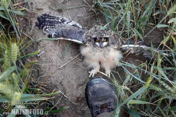 Sumpfohreule (Asio flammeus)