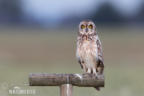 Sumpfohreule (Asio flammeus)