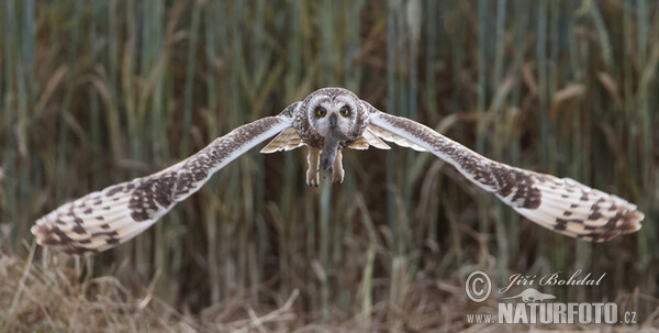 Sumpfohreule (Asio flammeus)