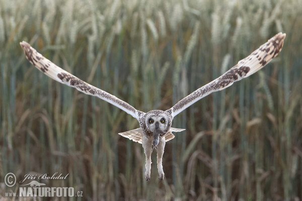 Sumpfohreule (Asio flammeus)