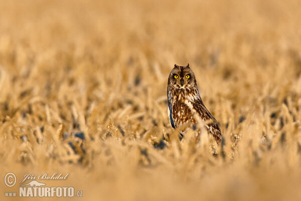 Sumpfohreule (Asio flammeus)