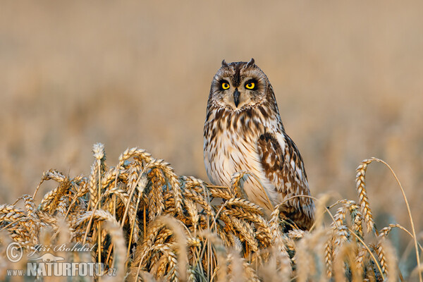 Sumpfohreule (Asio flammeus)