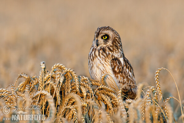 Sumpfohreule (Asio flammeus)