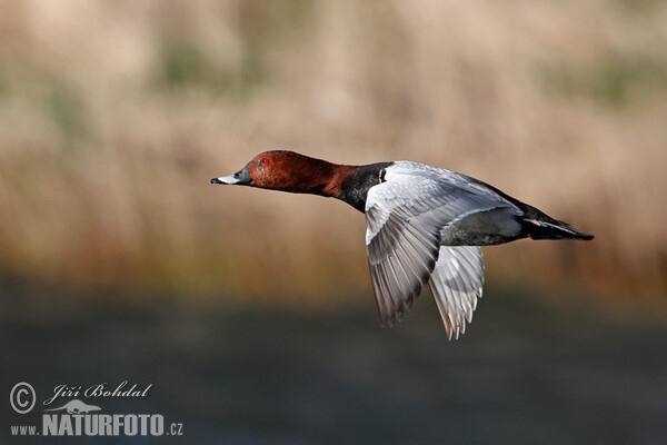 Tafelente (Aythya ferina)