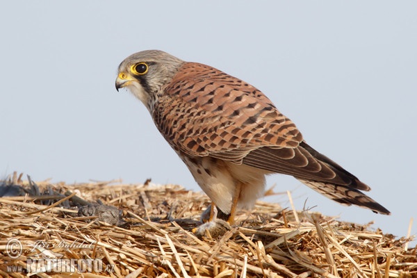 Turmfalke (Falco tinnunculus)