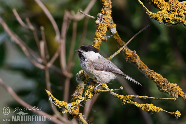 Weidenmeise (Parus montanus)