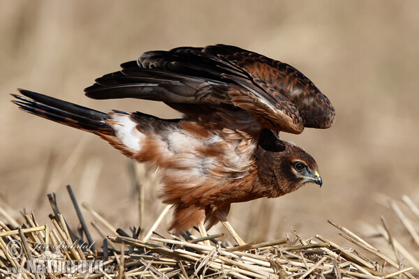 Wiesenweihe - juv. (Circus pygargus)