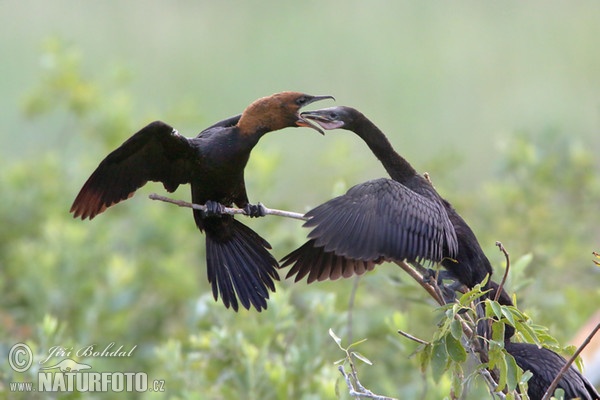 Zwergscharbe (Phalacrocorax pygmaeus)