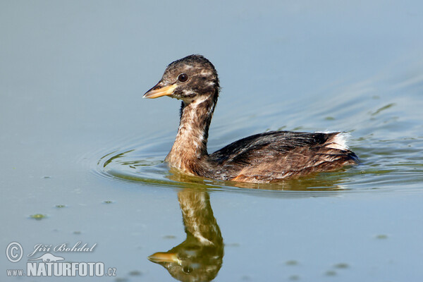 Zwergtaucher (Tachybaptus ruficollis)