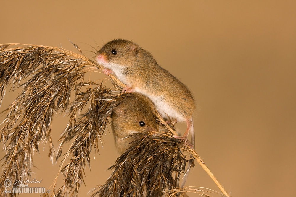 Harvest Mouse Photos Harvest Mouse Images Nature Wildlife Pictures Naturephoto